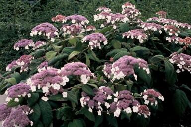 Hydrangea aspera 'Macrophylla'