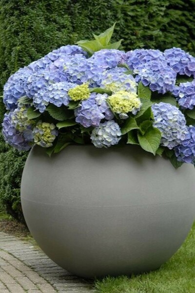 Hydrangea macrophylla 'Forever & Ever® Blue'