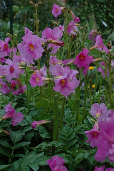 Incarvillea delavayi