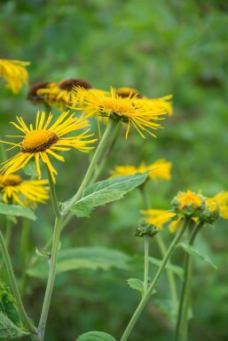 Inula ensifolia