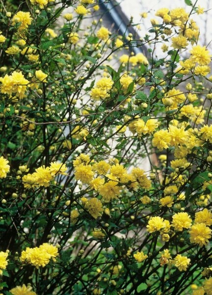 Kerria japonica 'Pleniflora'