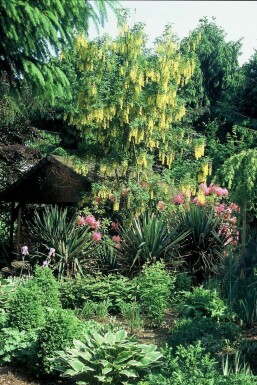 Laburnum × watereri 'Vossii'