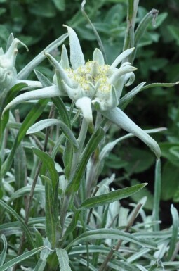 Leontopodium alpinum