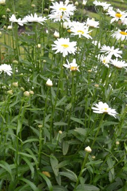 Leucanthemum maximum 'Alaska'