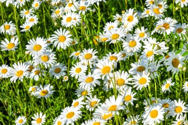 Leucanthemum × superbum 'Silberprinzesschen'