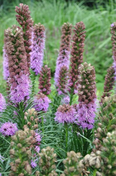 Liatris spicata 'Kobold'