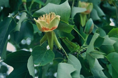 Liriodendron tulipifera