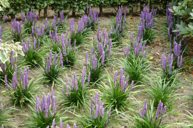 Liriope muscari 'Moneymaker'