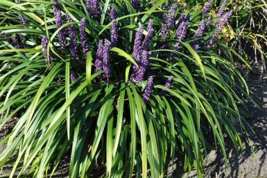 Liriope muscari 'Royal Purple'