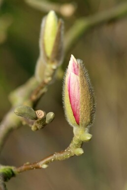 Magnolia × soulangeana