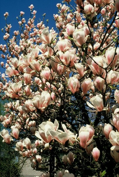 Magnolia × soulangeana