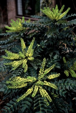 Mahonia × media 'Winter Sun'