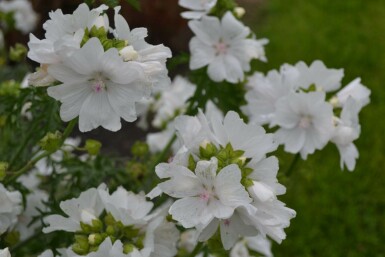 Malva moschata 'Alba'