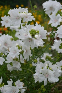 Malva moschata 'Alba'