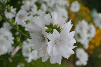 Malva moschata 'Alba'