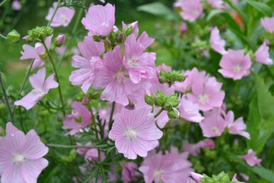 Malva moschata 'Rosea'