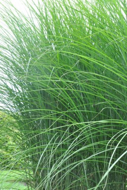 Miscanthus sinensis 'Gracillimus'