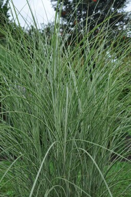 Miscanthus sinensis 'Morning Light'