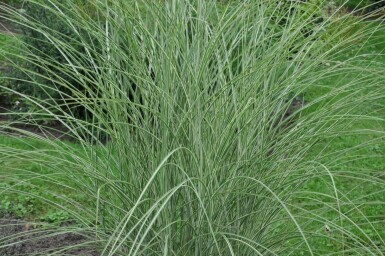 Miscanthus sinensis 'Morning Light'