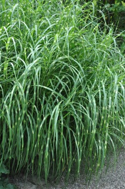 Miscanthus sinensis 'Strictus'