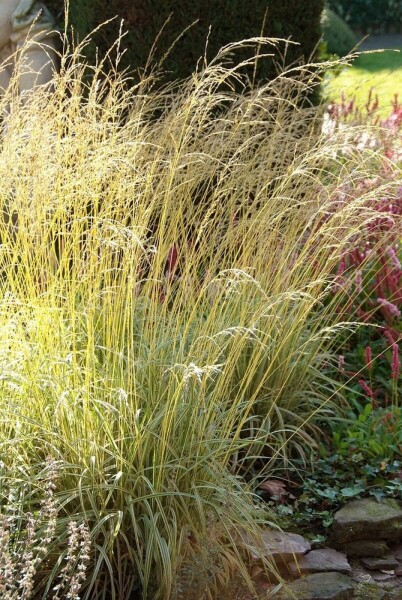 Molinia caerulea 'Variegata'