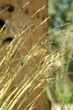 Molinia caerulea 'Variegata'