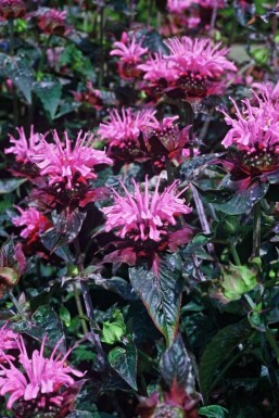 Monarda 'Beauty of Cobham'