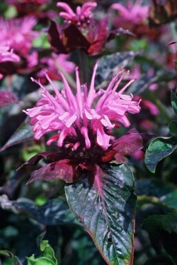 Monarda 'Beauty of Cobham'