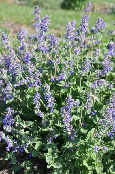 Nepeta × faassenii