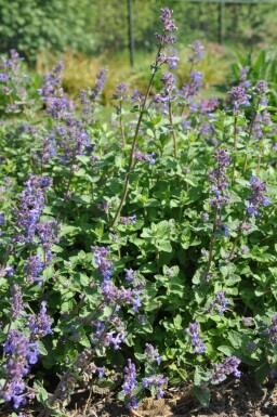 Nepeta × faassenii