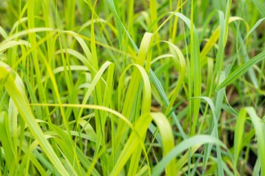 Panicum virgatum 'Rehbraun'