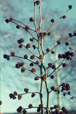 Parrotia persica