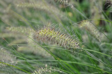 Pennisetum alopecuroides 'Hameln'