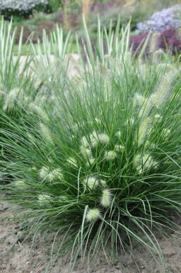 Pennisetum alopecuroides 'Little Bunny'