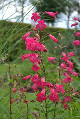 Penstemon 'Andenken an F. Hahn'