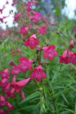 Penstemon 'Andenken an F. Hahn'