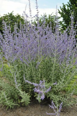 Perovskia atriplicifolia 'Blue Spire'