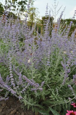 Perovskia atriplicifolia 'Blue Spire'