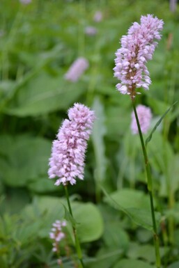 Persicaria bistorta 'Superba'