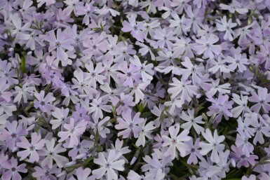 Phlox subulata 'Emerald Cushion Blue'