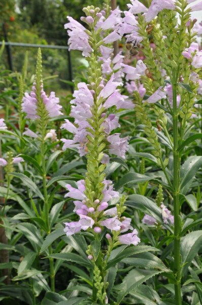 Physostegia virginiana 'Bouquet Rose'