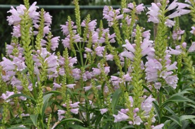 Physostegia virginiana 'Bouquet Rose'