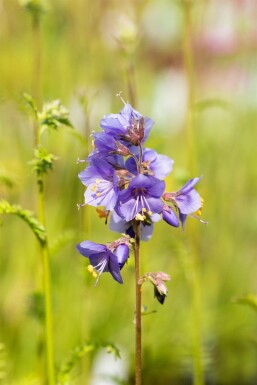 Polemonium caeruleum