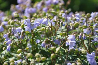 Polemonium reptans 'Blue Pearl'