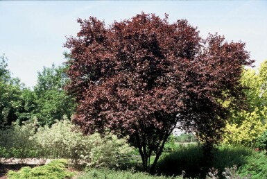 Prunus cerasifera 'Nigra'