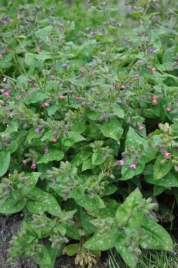 Pulmonaria saccharata 'Mrs. Moon'