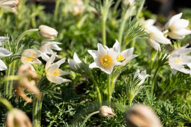 Pulsatilla vulgaris 'Alba'