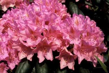 Rhododendron 'Roseum Elegans'