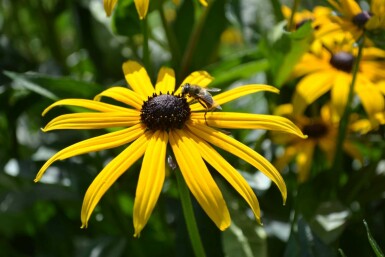 Rudbeckia fulgida 'Goldsturm'