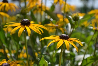 Rudbeckia fulgida 'Goldsturm'